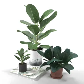 Collection of plants